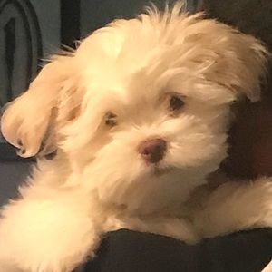 Meet your Posher, Tanisha